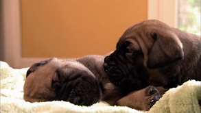 Pool Puppies thumbnail