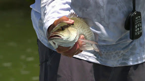 Snappers In the Mangroves thumbnail