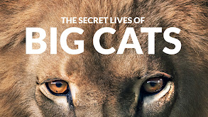 The Secret Lives of Big Cats thumbnail