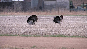 Long Beards & Long Tines thumbnail