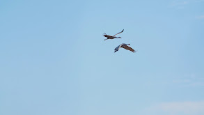 Lonestar Sandhill Cranes thumbnail