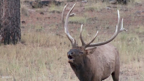 Smoke Pole Elk thumbnail