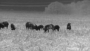 Children IN the Corn thumbnail