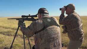 Full Rut Bulls in New Mexico thumbnail