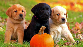 Too Cute! Puppies thumbnail