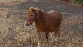 Hold Your Mini Horses thumbnail