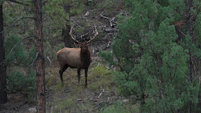 400 Elk thumbnail