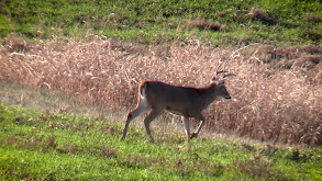 Kentucky Blue Grass Part II thumbnail