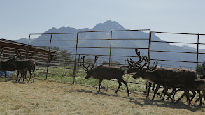 Reindeer Rodeo thumbnail