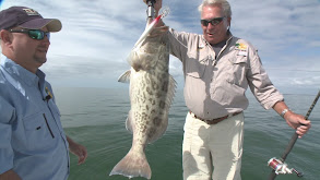 Cosmopolitan Groupers thumbnail