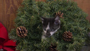 Puppy and Kitten Holiday Special thumbnail