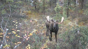 The Yukon Territory thumbnail