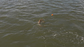 Bull Redfish of Venice, Louisiana thumbnail