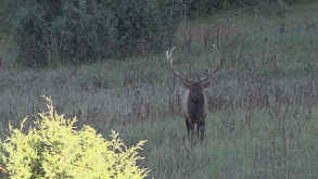 Elk Whisperer thumbnail