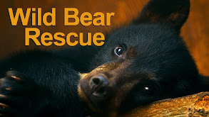 Wild Bear Rescue thumbnail