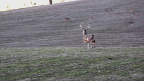 Late Season Whitetails thumbnail