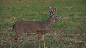 Illinois Archery thumbnail