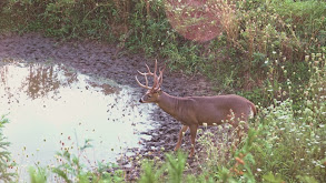 Big Buck Waterholes thumbnail