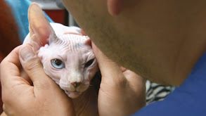 Naked Kitten's New Dad thumbnail