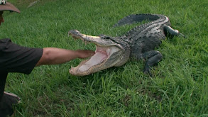 Mama Gator Mayhem thumbnail