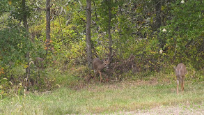 Logging Leads To Terry Drury's 182'' Missouri Booner, The Story Of Double Stickers thumbnail