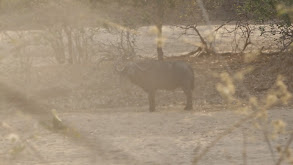 Buffalo, Big Bores, and Buddies thumbnail