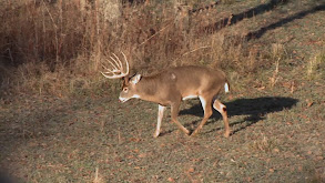 Iowa Whitetail thumbnail