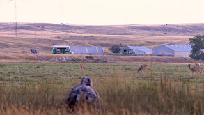 Hunting the Whitetail Rut thumbnail