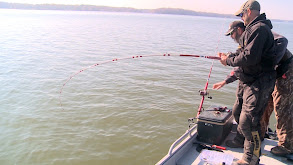 Catching Giant Alabama Blue Cats thumbnail