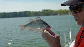 How to Catch White Perch thumbnail