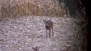 The Story of a 190'' Giant Named Batman, Terry Drury's Biggest Buck Ever thumbnail