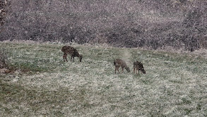 Gina's BIGGEST Indiana Buck thumbnail