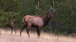 Protecting Montana's Wild thumbnail