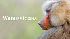 Wildlife Icons thumbnail