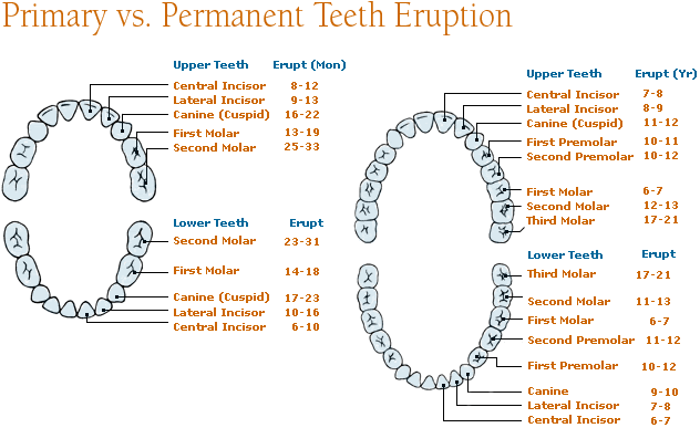 Here for Knowledge: The Easy Way to Remembering Tooth Eruption Dates