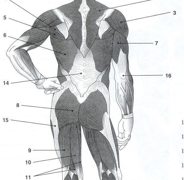 Muscles Of The Back Unlabeled Anatomy The Muscles Pinterest | Images ...