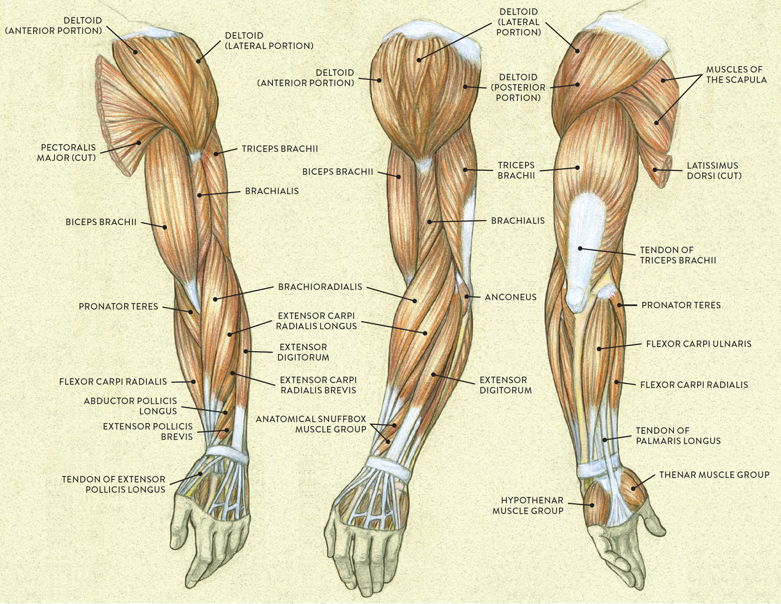 Parts Of The Arm Labeled