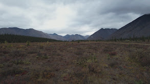 Canol Outfitters Dall's Sheep, Part 2 thumbnail