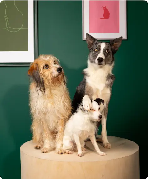 Trois chiens assis sur un tabouret.