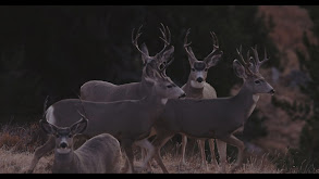 River's Bend: A Wyoming Elk Hunt thumbnail