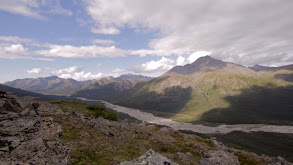 The Greatest Draw: Alaska Dall Sheep 1 thumbnail