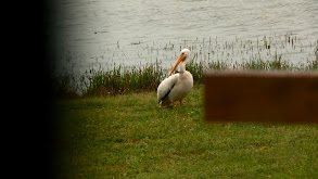 Pelicans and Poachers thumbnail