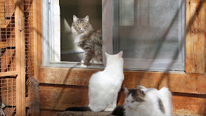 Cats in Isolation thumbnail