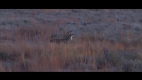 Roger Hunts for Big Bucks in Western Oklahoma thumbnail