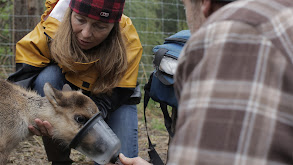 Cirugía bovina thumbnail