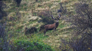 Venator Cardrona Safaris, Part 2 thumbnail