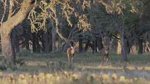 Hidden In Hill Country thumbnail