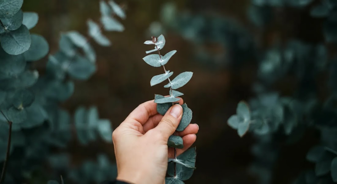 A hand gently holds a sprig of eucalyptus with round, silvery-green leaves. The background is a blur of similar leaves.