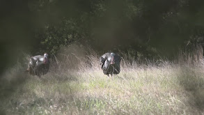 Texas Turkey With the Duck Commanders thumbnail