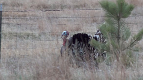 Montana Turkey thumbnail